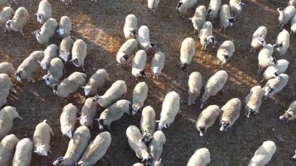 Large Group British Lamb Sheep Farms Drone High Angle View — Stock video