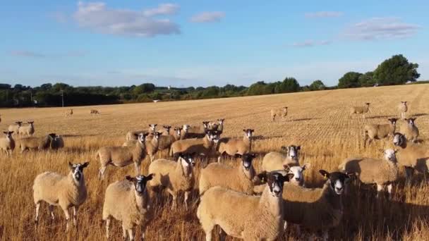 Large Group British Lamb Sheep Farms Drone High Angle View — 图库视频影像