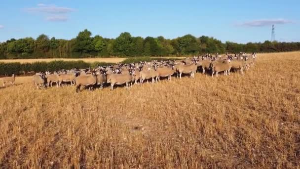 Large Group British Lamb Sheep Farms Drone High Angle View — Vídeo de Stock