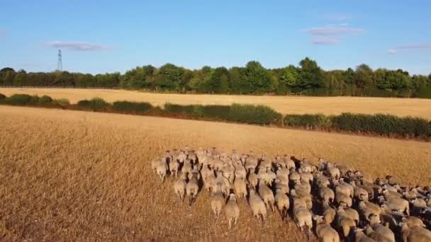 Μεγάλη Ομάδα Βρετανικών Αμνών Και Πρόβατων Αγροκτήματα Drones High Angle — Αρχείο Βίντεο