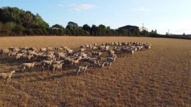 Large Group of British Lamb and Sheep at Farms, Drone's High Angle View at Bedfordshire England, Aerial footage of Sheep at Open Field Farm at England Great Britain, Slow Motion View at 50%. from 4k 60fps to 4k 30fps