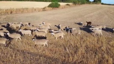 Large Group of British Lamb and Sheep at Farms, Drone's High Angle View at Bedfordshire England, Aerial footage of Sheep at Open Field Farm at England Great Britain, Slow Motion View at 50%. from 4k 60fps to 4k 30fps