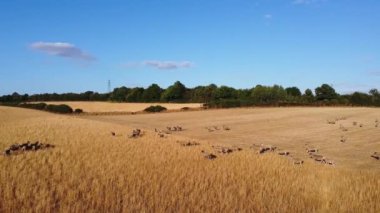 Large Group of British Lamb and Sheep at Farms, Drone's High Angle View at Bedfordshire England, Aerial footage of Sheep at Open Field Farm at England Great Britain, Slow Motion View at 50%. from 4k 60fps to 4k 30fps