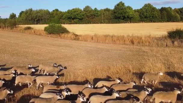 Large Group British Lamb Sheep Farms Drone High Angle View — Video Stock