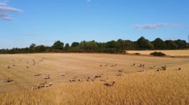 Large Group of British Lamb and Sheep at Farms, Drone's High Angle View at Bedfordshire England, Aerial footage of Sheep at Open Field Farm at England Great Britain, Slow Motion View at 50%. from 4k 60fps to 4k 30fps