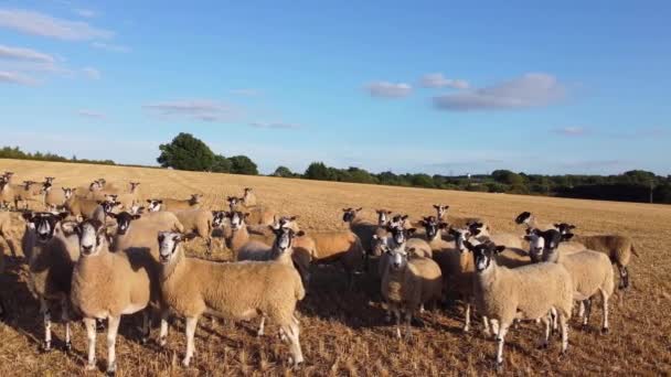 Large Group British Lamb Sheep Farms Drone High Angle View — Stock Video