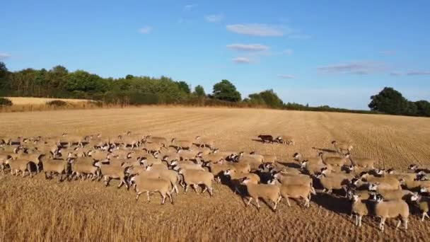 Большая Группа Британских Баранов Овец Фермах Drone High Angle View — стоковое видео