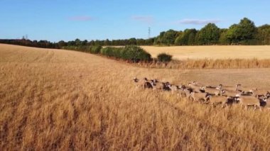 Large Group of British Lamb and Sheep at Farms, Drone's High Angle View at Bedfordshire England, Aerial footage of Sheep at Open Field Farm at England Great Britain, Slow Motion View at 50%. from 4k 60fps to 4k 30fps