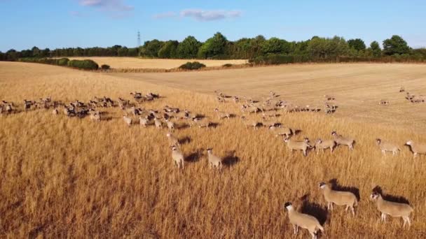 Large Group British Lamb Sheep Farms Drone High Angle View — Wideo stockowe