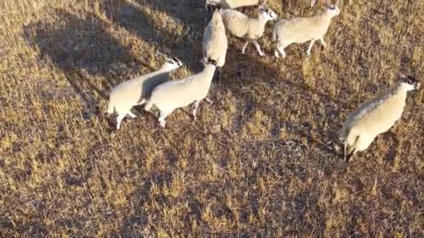 Large Group British Lamb Sheep Farms Drone High Angle View — Vídeo de Stock