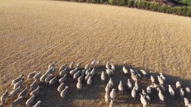 Large Group British Lamb Sheep Farms Drone High Angle View — Video Stock