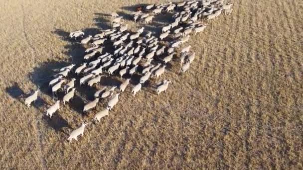 Large Group British Lamb Sheep Farms Drone High Angle View — Vídeos de Stock