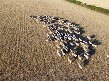 Large Group of British Lamb and Sheep at Farms, Drone's High Angle View at Bedfordshire England. Aerial footage of Sheep at Open Field Farm at England Great Britain,