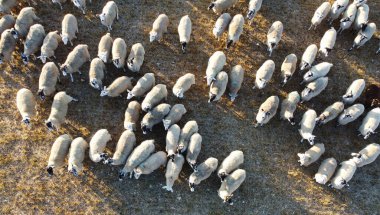 Large Group of British Lamb and Sheep at Farms, Drone's High Angle View at Bedfordshire England. Aerial footage of Sheep at Open Field Farm at England Great Britain,