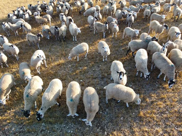 Large Group of British Lamb and Sheep at Farms, Drone\'s High Angle View at Bedfordshire England. Aerial footage of Sheep at Open Field Farm at England Great Britain,