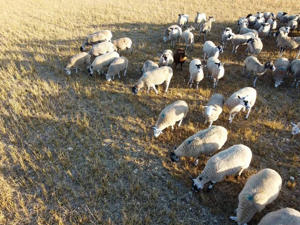 Large Group of British Lamb and Sheep at Farms, Drone's High Angle View at Bedfordshire England. Aerial footage of Sheep at Open Field Farm at England Great Britain,