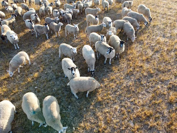 Large Group of British Lamb and Sheep at Farms, Drone\'s High Angle View at Bedfordshire England. Aerial footage of Sheep at Open Field Farm at England Great Britain,