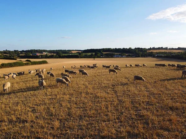 Large Group of British Lamb and Sheep at Farms, Drone\'s High Angle View at Bedfordshire England. Aerial footage of Sheep at Open Field Farm at England Great Britain,