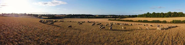 Large Group British Lamb Sheep Farms Drone High Angle View — Stock Fotó