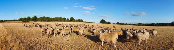 Large Group of British Lamb and Sheep at Farms, Drone\'s High Angle View at Bedfordshire England. Aerial footage of Sheep at Open Field Farm at England Great Britain,