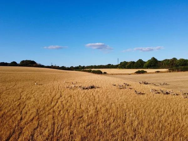 Large Group British Lamb Sheep Farms Drone High Angle View — Foto de Stock