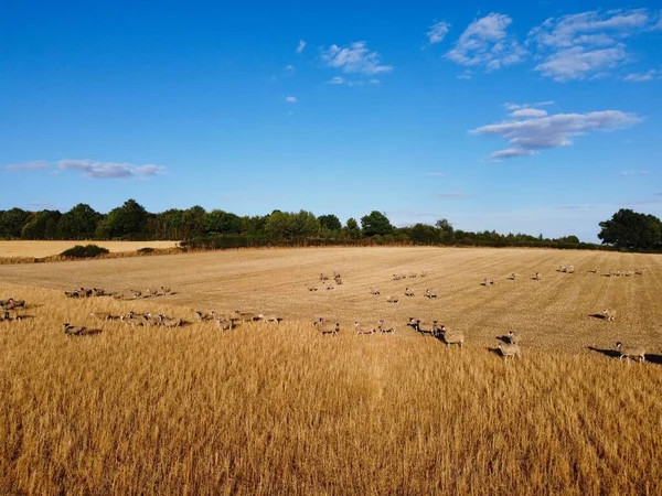 Large Group British Lamb Sheep Farms Drone High Angle View — Stok fotoğraf