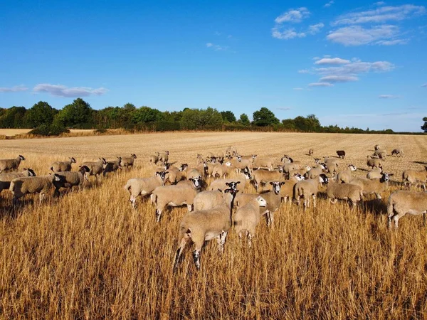 Large Group British Lamb Sheep Farms Drone High Angle View — Stockfoto
