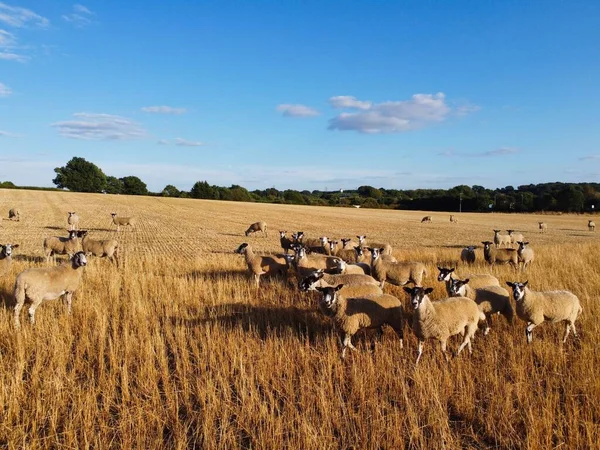 Large Group British Lamb Sheep Farms Drone High Angle View — стокове фото