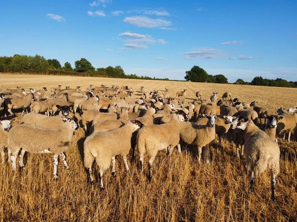 Large Group of British Lamb and Sheep at Farms, Drone\'s High Angle View at Bedfordshire England. Aerial footage of Sheep at Open Field Farm at England Great Britain,