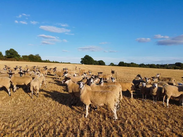 Large Group of British Lamb and Sheep at Farms, Drone\'s High Angle View at Bedfordshire England. Aerial footage of Sheep at Open Field Farm at England Great Britain,