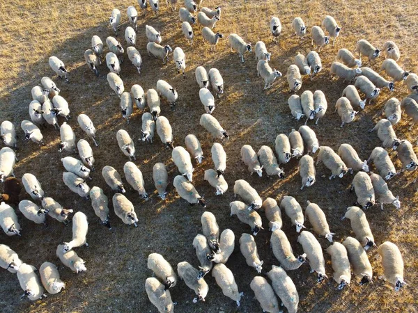 Large Group British Lamb Sheep Farms Drone High Angle View —  Fotos de Stock