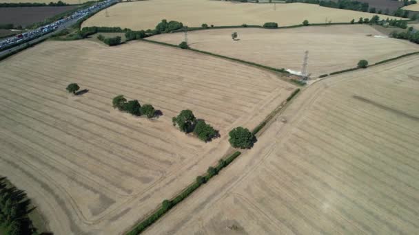 Large Group British Lamb Sheep Farms Drone High Angle View — 비디오