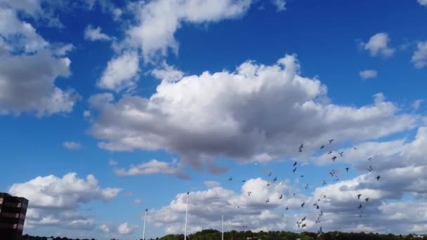 Pigeons Volants Dans Ville Centrale Luton Angleterre — Video