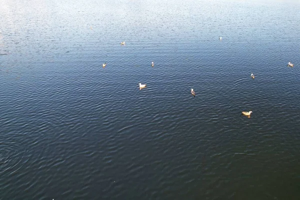 Mooie Schattige Watervogels Aan Het Meer Van Engeland — Stockfoto