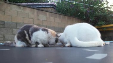 2 Cats are Eating Food in the Morning