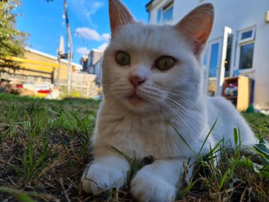 Çimlerin üzerinde tatlı beyaz kedi 