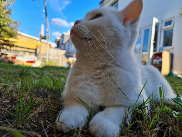 Çimlerin Üzerinde Tatlı Beyaz Kedi — Stok fotoğraf