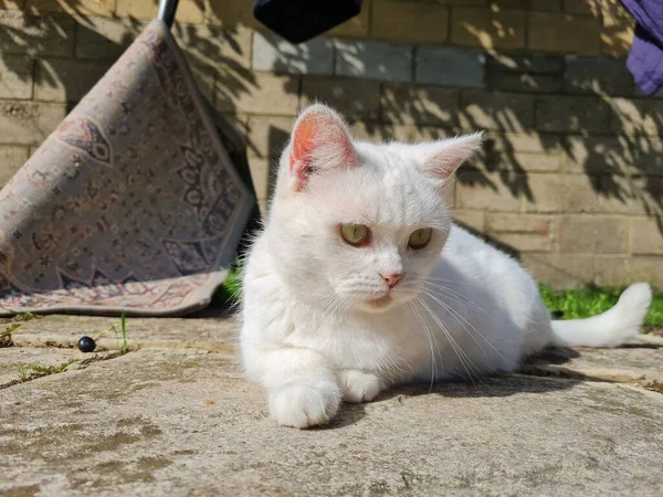 Piękny Kot Perski Jest Pozowanie Ogrodzie Zbliżenie — Zdjęcie stockowe