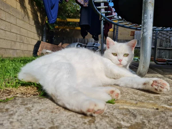 Gato Persa Bonito Está Posando Jardim Close — Fotografia de Stock