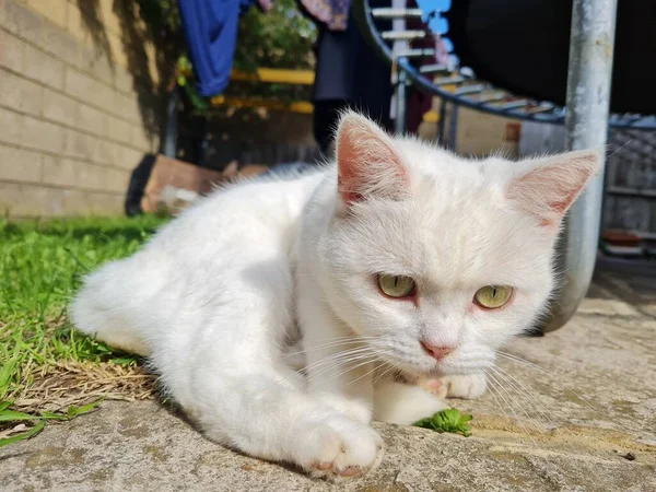 Gato Persa Bonito Está Posando Jardim Close — Fotografia de Stock