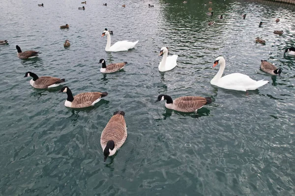 Canards Cygnes Sur Lac — Photo