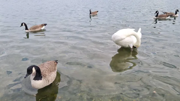 Beautiful Cute Water Birds Lake England — Stock Photo, Image