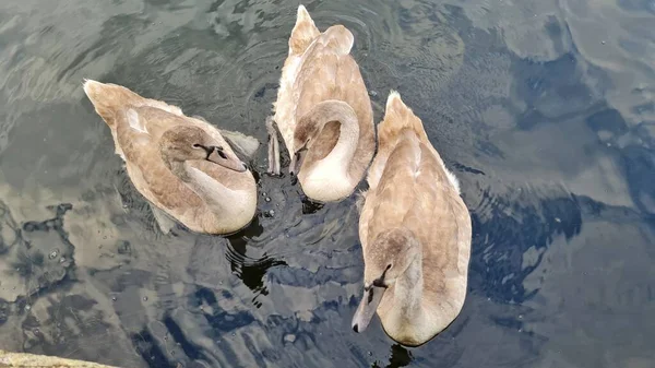 Beautiful Cute Water Birds Lake England — Stock Photo, Image