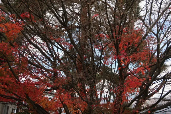 Plantas Árvores Coloridas Monte Fuji Park — Fotografia de Stock