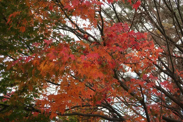 Plants Colourful Trees Mount Fuji Park — Stock Photo, Image