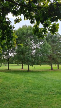 Stockwood Park 'ta gündüz vakti Yeşil Bitkiler ve Ağaçlar