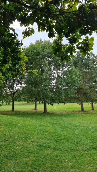 Gröna Växter Och Träd Stockwood Park Dagtid — Stockfoto