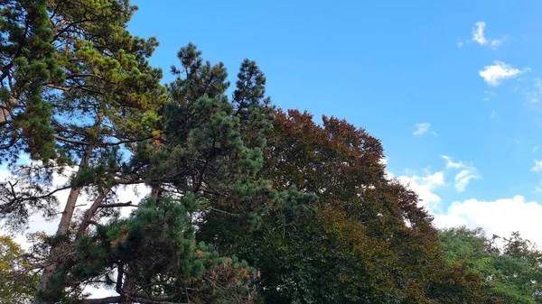 Green Plants Trees Wardown Park Daytime — Stock Photo, Image