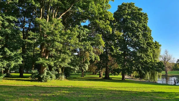 Gröna Växter Och Träd Wardown Park Dagtid — Stockfoto