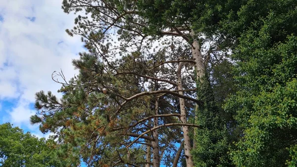 Зеленые Насаждения Деревья Парке Стоквуд Дайтайм — стоковое фото